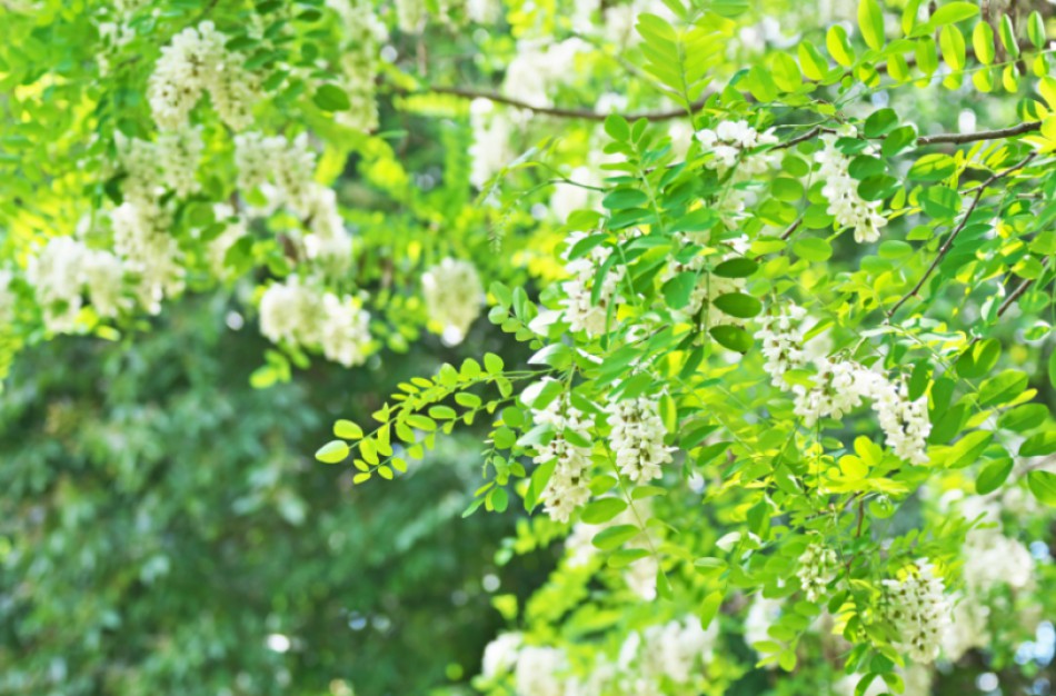 Aplinkosaugininkai: Baltažiedė robinija, klaidingai vadinama akacija, – invazinis augalas ir jį reikia naikinti