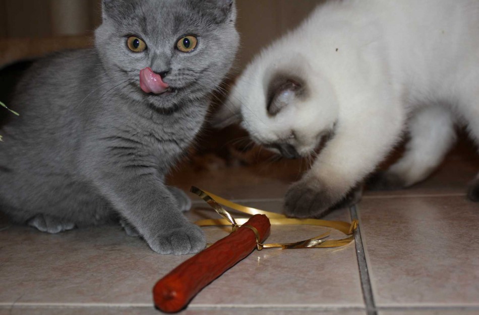 VMVT vadovas: „Prievolė ženklinti ir registruoti augintinius neturi virsti pasipinigavimu“