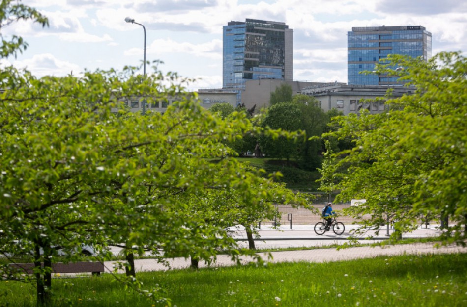 Atsiranda daugiau galimybių savivaldybėms išsaugoti medžius