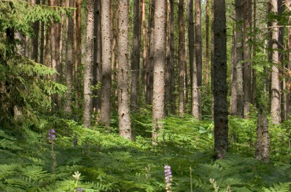 VSTT pavesta įvertinti rezerviniuose miškuose esančias gamtines vertybes