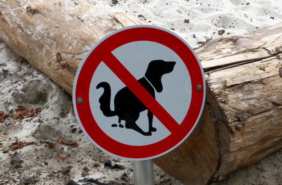 Toksokaroze dažniau serga vaikai: kaip apsisaugoti?