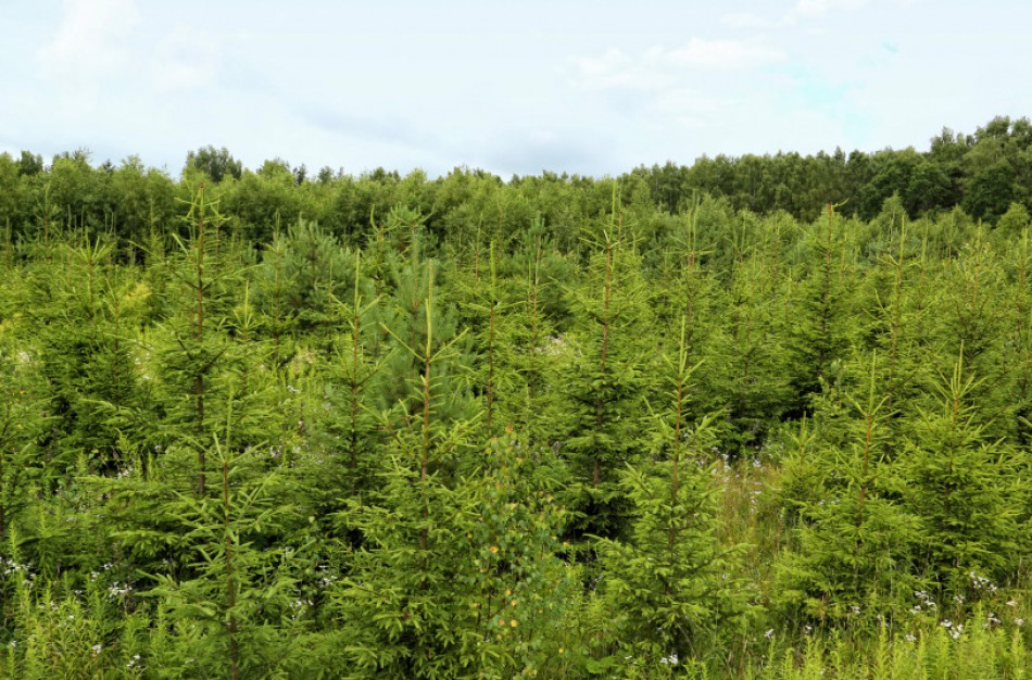 Miško savininkai apie atkurtus miško plotus gali pranešti naudodamiesi „NMA agro“ programėle