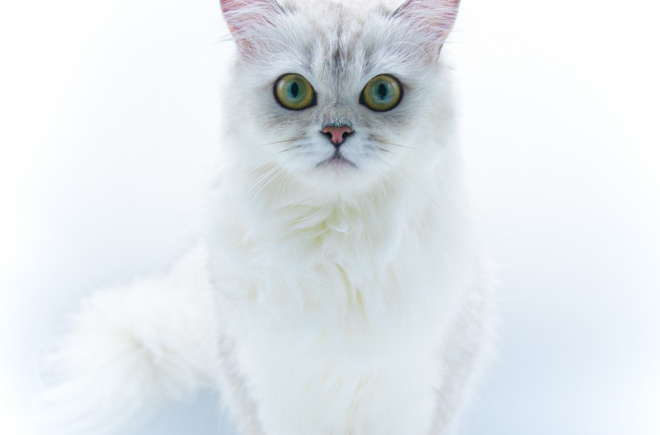 Pirmą kartą Lietuvos kačių mylėtojai ir žiūrovai pamatys šilkines kates kerinčiomis žaliomis akimis