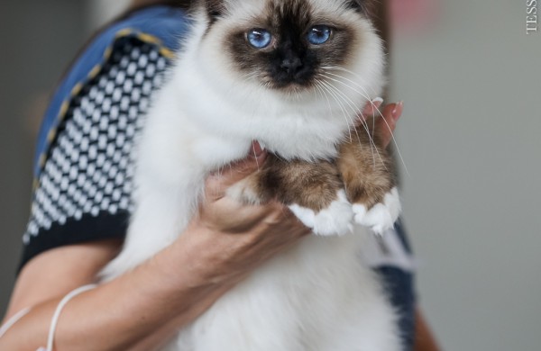 Pirmą kartą Lietuvos kačių mylėtojai ir žiūrovai pamatys šilkines kates kerinčiomis žaliomis akimis