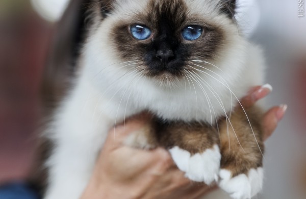 Pirmą kartą Lietuvos kačių mylėtojai ir žiūrovai pamatys šilkines kates kerinčiomis žaliomis akimis