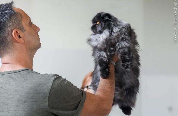 Pirmą kartą Lietuvos kačių mylėtojai ir žiūrovai pamatys šilkines kates kerinčiomis žaliomis akimis