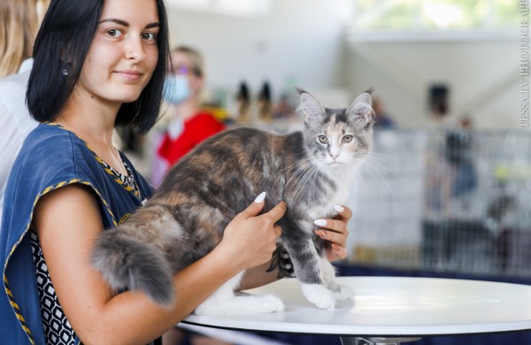 Pirmą kartą Lietuvos kačių mylėtojai ir žiūrovai pamatys šilkines kates kerinčiomis žaliomis akimis