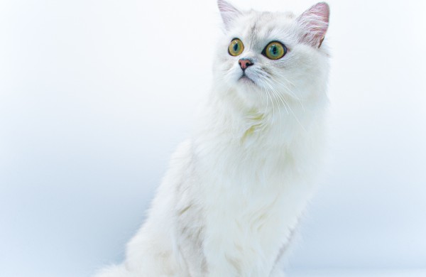 Pirmą kartą Lietuvos kačių mylėtojai ir žiūrovai pamatys šilkines kates kerinčiomis žaliomis akimis