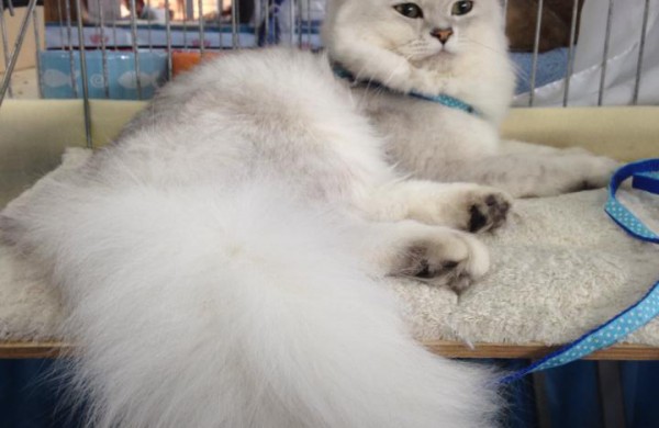 Pirmą kartą Lietuvos kačių mylėtojai ir žiūrovai pamatys šilkines kates kerinčiomis žaliomis akimis