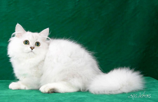 Pirmą kartą Lietuvos kačių mylėtojai ir žiūrovai pamatys šilkines kates kerinčiomis žaliomis akimis