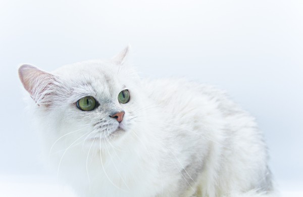 Pirmą kartą Lietuvos kačių mylėtojai ir žiūrovai pamatys šilkines kates kerinčiomis žaliomis akimis