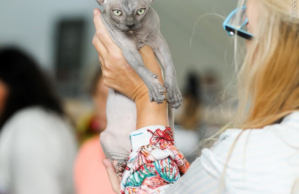 Pirmą kartą Lietuvos kačių mylėtojai ir žiūrovai pamatys šilkines kates kerinčiomis žaliomis akimis