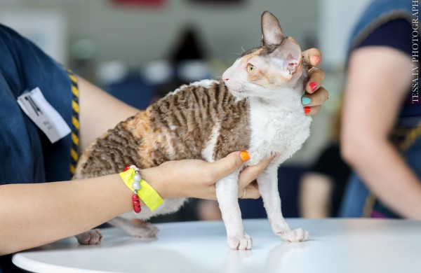 Pirmą kartą Lietuvos kačių mylėtojai ir žiūrovai pamatys šilkines kates kerinčiomis žaliomis akimis