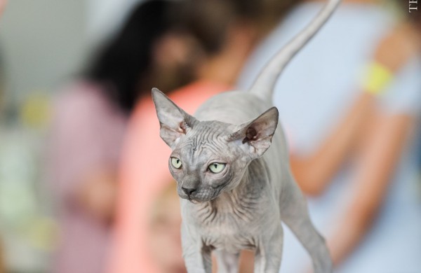 Pirmą kartą Lietuvos kačių mylėtojai ir žiūrovai pamatys šilkines kates kerinčiomis žaliomis akimis