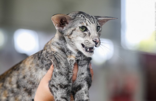 Pirmą kartą Lietuvos kačių mylėtojai ir žiūrovai pamatys šilkines kates kerinčiomis žaliomis akimis