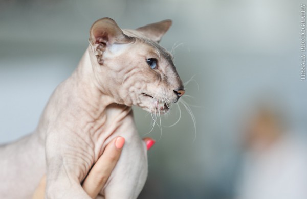 Pirmą kartą Lietuvos kačių mylėtojai ir žiūrovai pamatys šilkines kates kerinčiomis žaliomis akimis