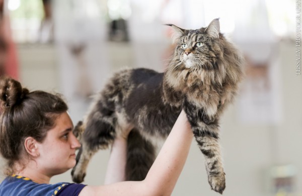 Pirmą kartą Lietuvos kačių mylėtojai ir žiūrovai pamatys šilkines kates kerinčiomis žaliomis akimis