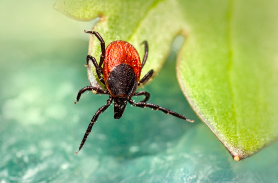 Vasarą padaugėja erkių platinamų ligų atvejų – kaip apsisaugoti