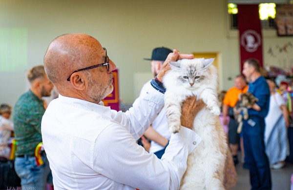 Tarptautinė kačių paroda sutraukė kelis šimtus įvairiausių veislių kačių