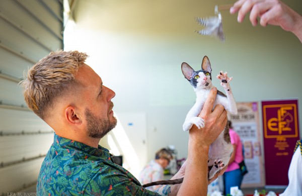 Tarptautinė kačių paroda sutraukė kelis šimtus įvairiausių veislių kačių