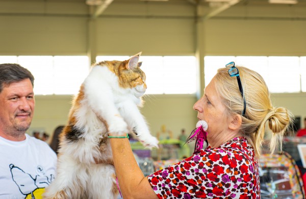 Tarptautinė kačių paroda sutraukė kelis šimtus įvairiausių veislių kačių