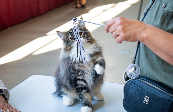 Tarptautinė kačių paroda sutraukė kelis šimtus įvairiausių veislių kačių