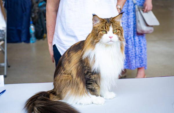 Tarptautinė kačių paroda sutraukė kelis šimtus įvairiausių veislių kačių