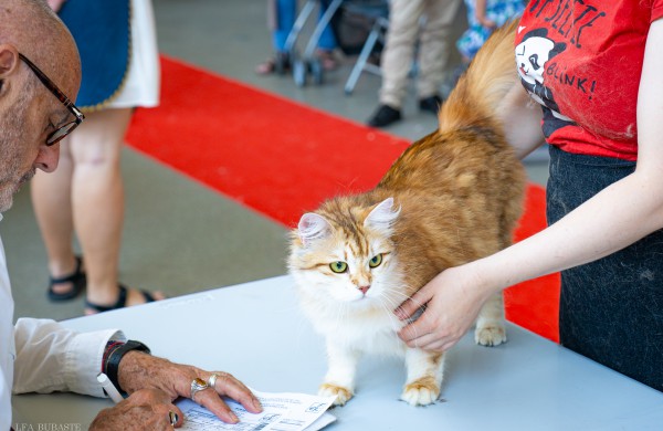 Tarptautinė kačių paroda sutraukė kelis šimtus įvairiausių veislių kačių