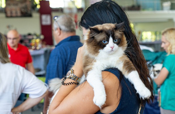 Tarptautinė kačių paroda sutraukė kelis šimtus įvairiausių veislių kačių