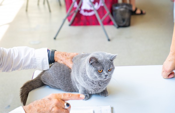 Tarptautinė kačių paroda sutraukė kelis šimtus įvairiausių veislių kačių