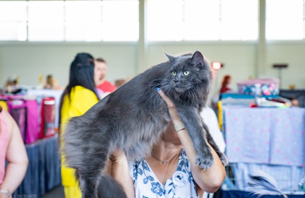 Tarptautinė kačių paroda sutraukė kelis šimtus įvairiausių veislių kačių
