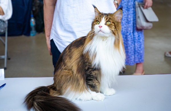 Tarptautinė kačių paroda sutraukė kelis šimtus įvairiausių veislių kačių