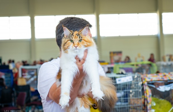 Tarptautinė kačių paroda sutraukė kelis šimtus įvairiausių veislių kačių