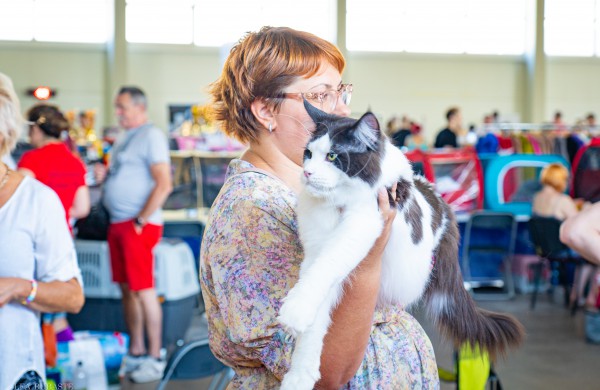 Tarptautinė kačių paroda sutraukė kelis šimtus įvairiausių veislių kačių
