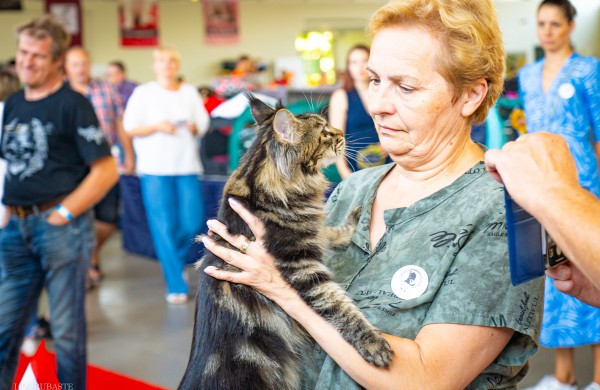 Tarptautinė kačių paroda sutraukė kelis šimtus įvairiausių veislių kačių