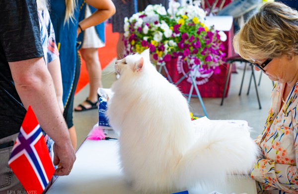 Tarptautinė kačių paroda sutraukė kelis šimtus įvairiausių veislių kačių