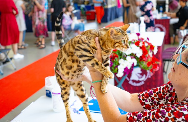 Tarptautinė kačių paroda sutraukė kelis šimtus įvairiausių veislių kačių