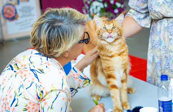 Tarptautinė kačių paroda sutraukė kelis šimtus įvairiausių veislių kačių