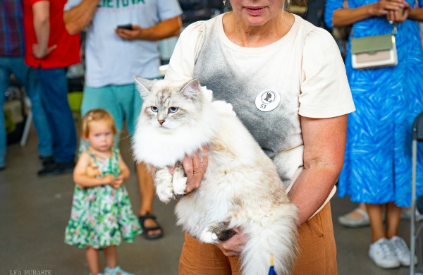 Tarptautinė kačių paroda sutraukė kelis šimtus įvairiausių veislių kačių