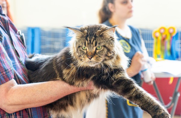 Tarptautinė kačių paroda sutraukė kelis šimtus įvairiausių veislių kačių