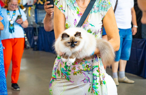 Tarptautinė kačių paroda sutraukė kelis šimtus įvairiausių veislių kačių