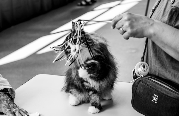 Tarptautinė kačių paroda sutraukė kelis šimtus įvairiausių veislių kačių