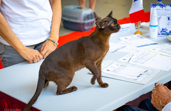 Tarptautinė kačių paroda sutraukė kelis šimtus įvairiausių veislių kačių