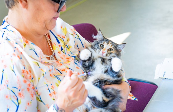 Tarptautinė kačių paroda sutraukė kelis šimtus įvairiausių veislių kačių