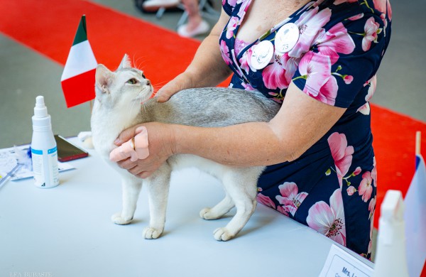 Tarptautinė kačių paroda sutraukė kelis šimtus įvairiausių veislių kačių