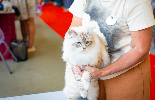 Tarptautinė kačių paroda sutraukė kelis šimtus įvairiausių veislių kačių