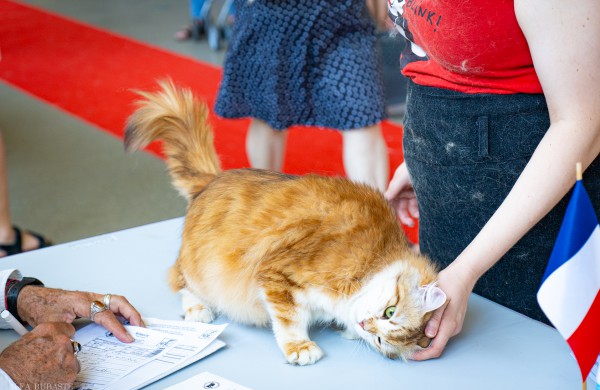 Tarptautinė kačių paroda sutraukė kelis šimtus įvairiausių veislių kačių