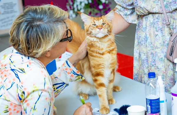Tarptautinė kačių paroda sutraukė kelis šimtus įvairiausių veislių kačių