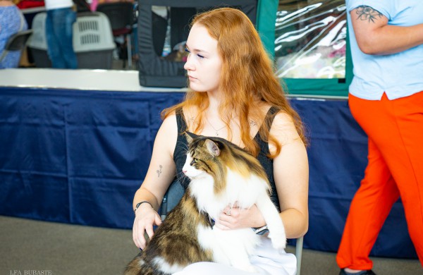 Tarptautinė kačių paroda sutraukė kelis šimtus įvairiausių veislių kačių