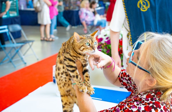 Tarptautinė kačių paroda sutraukė kelis šimtus įvairiausių veislių kačių